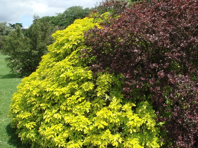 Choisya Sundance et Berberis Purpurea